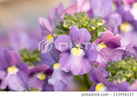 Purple perennial Nemesia in full bloom 113456137