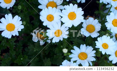 Margaret flowers in full bloom 113456232