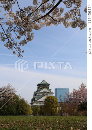 Sakura in full bloom that shines in the blue sky of spring 113456334