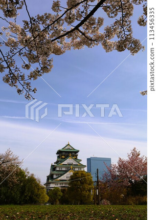 Sakura in full bloom that shines in the blue sky of spring 113456335