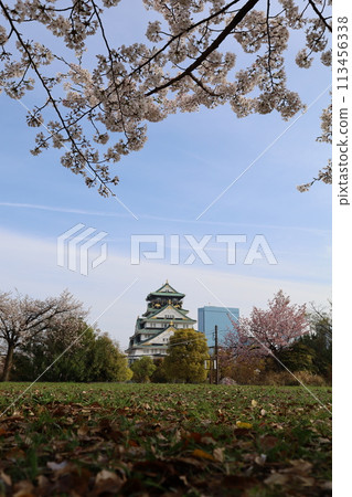 Sakura in full bloom that shines in the blue sky of spring 113456338