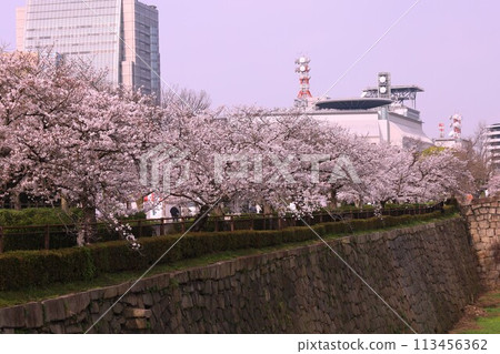 Sakura in full bloom that shines in the blue sky of spring 113456362