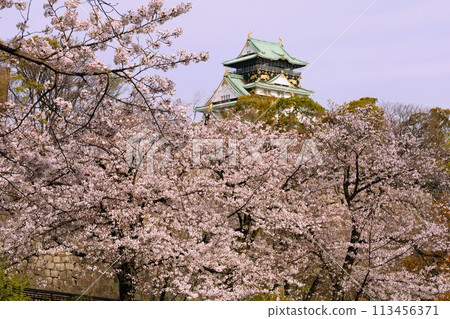 Sakura in full bloom that shines in the blue sky of spring 113456371