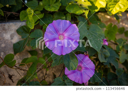 Ipomoea purple. Outdoor plants on the island of Malta. 113456646