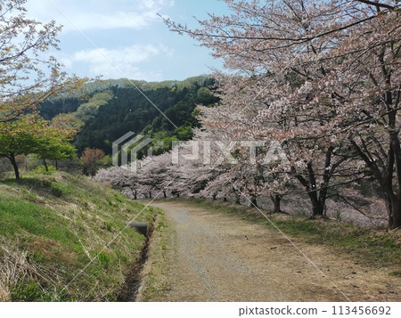 虎山千本櫻(埼玉縣東秩父村) 虎山千本櫻(埼玉縣東秩父村) 113456692