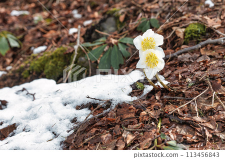 Elleboro niger or false snowdrop appears near the last snow 113456843