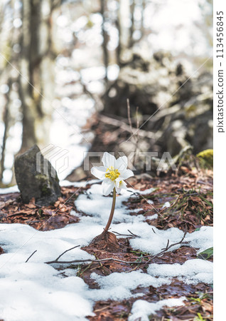 Elleboro niger or false snowdrop 113456845