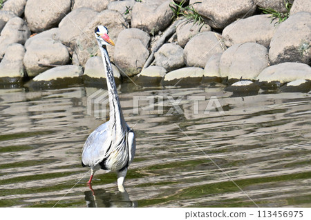 行走的灰鷺（葛西水） 113456975