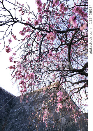 The walls of Iwate Prefecture's Furukata Castle and the vibrant pink of the red plum blossoms in full bloom 113456984