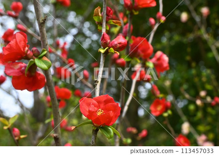 鮮紅的梅花 113457033