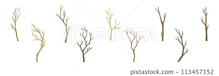 Bare Tree Branch with Stem and Limb Vector Set 113457152