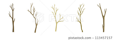 Bare Tree Branch with Stem and Limb Vector Set 113457157
