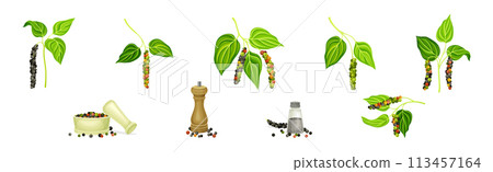 Black Pepper Plant with Green Leaf and Peppercorn Vector Set Black Pepper Plant with Green Leaf and Peppercorn Vector Set 113457164
