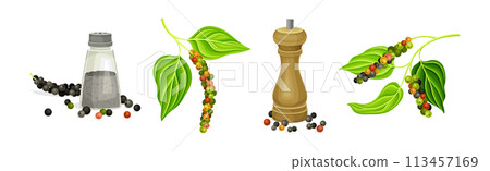 Black Pepper Plant with Green Leaf and Peppercorn Vector Set Black Pepper Plant with Green Leaf and Peppercorn Vector Set 113457169