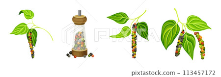 Black Pepper Plant with Green Leaf and Peppercorn Vector Set 113457172