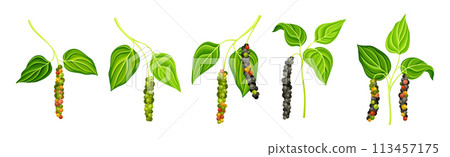 Black Pepper Plant with Green Leaf and Peppercorn Vector Set 113457175