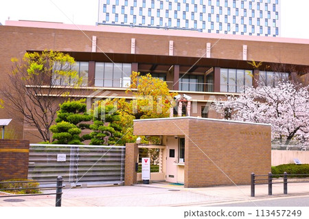 Sakura in full bloom that shines in the blue sky of spring Sakura in full bloom that shines in the blue sky of spring 113457249