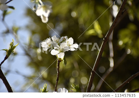 Early-blooming white Oshima cherry blossoms 113457635