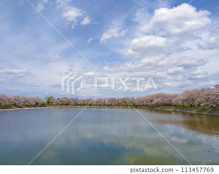 池塘裡盛開的花 池塘裡盛開的花 113457769