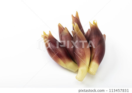 white background myoga white background myoga 113457831