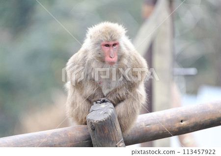 The monkey staring 113457922
