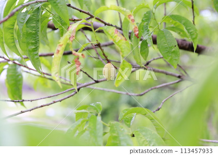 花桃子果子 113457933