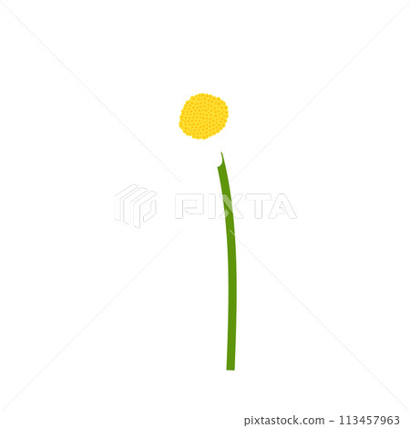 Chamomile flower 113457963