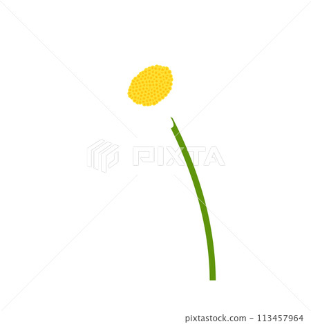 Chamomile flower Chamomile flower 113457964