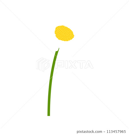 Chamomile flower 113457965