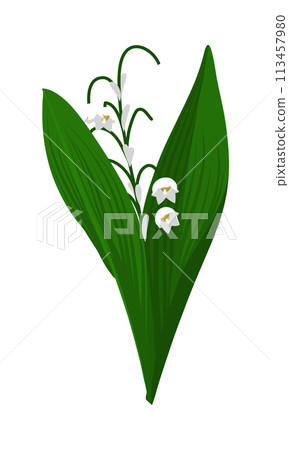 Lily Of Valley Flower Lily Of Valley Flower 113457980