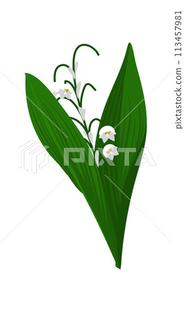 Lily Of Valley Flower 113457981