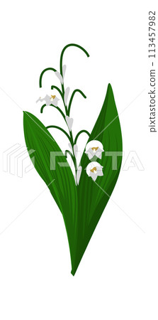 Lily Of Valley Flower 113457982