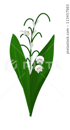 Lily Of Valley Flower Lily Of Valley Flower 113457983