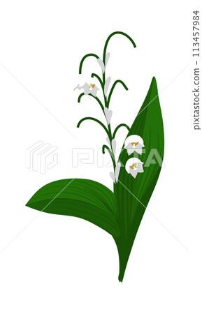 Lily Of Valley Flower 113457984