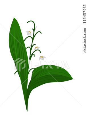 Lily Of Valley Flower Lily Of Valley Flower 113457985