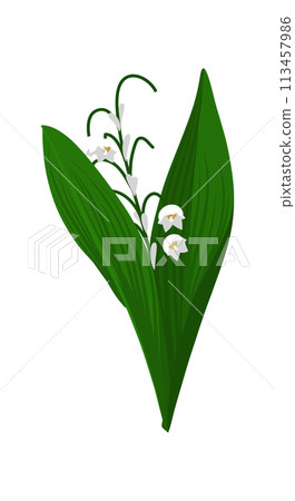 Lily Of Valley Flower Lily Of Valley Flower 113457986