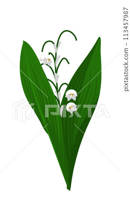 Lily Of Valley Flower 113457987