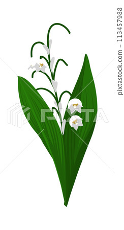 Lily Of Valley Flower Lily Of Valley Flower 113457988