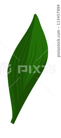 Lily Of Valley Flower Leaf 113457994