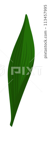 Lily Of Valley Flower Leaf 113457995