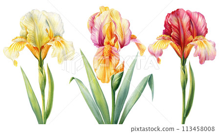 Iris flower set watercolor. Spring blossom flower hand drawn botanical illustration, delicate plant for poster, postcard Iris flower set watercolor. Spring blossom flower hand drawn botanical illustration, delicate plant for poster, postcard 113458008