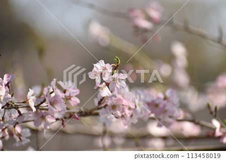 早開的漂亮粉紅色江戶彼岸櫻 113458019