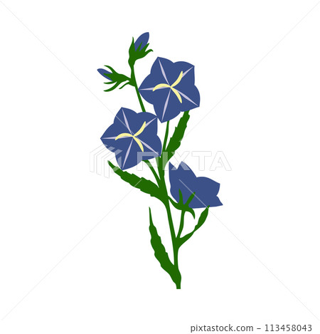 Bell Flower Bell Flower 113458043