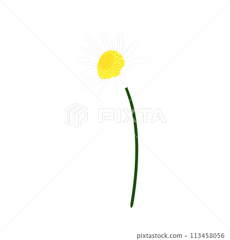 Chamomile Meadow Flower Chamomile Meadow Flower 113458056