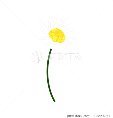 Chamomile Meadow Flower Chamomile Meadow Flower 113458057