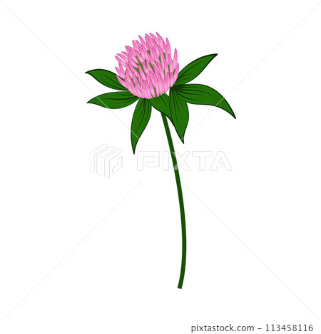 Meadow Clover Flower Meadow Clover Flower 113458116