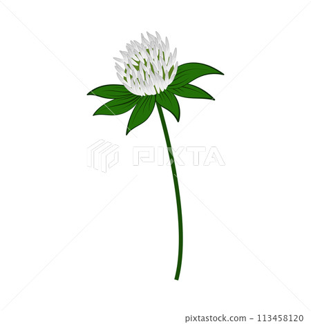Meadow Clover Flower Meadow Clover Flower 113458120