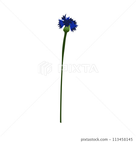 Meadow Cornflower Flower Meadow Cornflower Flower 113458145