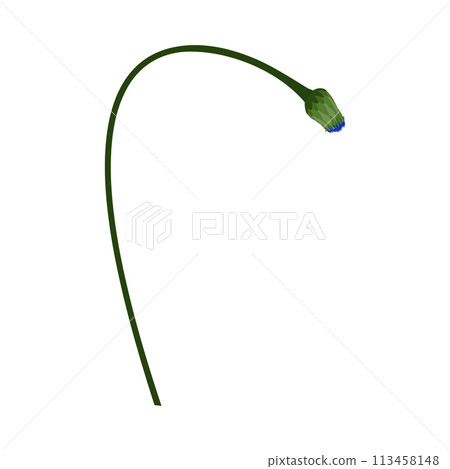 Meadow Cornflower Flower 113458148