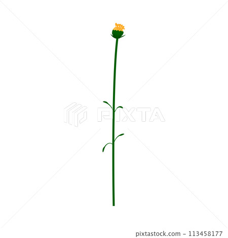 Meadow Flower Meadow Flower 113458177